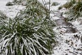 Snow-covered tufts of grass and small stream in ice in city park in foggy morning. Royalty Free Stock Photo