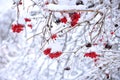 Snow Covered viburnum