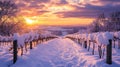 Snow-Covered Vineyard Path at Sunset with Mountain Views Royalty Free Stock Photo