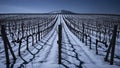 Snowcovered vineyard rows stretching towards a distant mountain under a clear winter sky Royalty Free Stock Photo