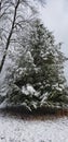 Large Virginia Pine tree covered with snow in Eastern Kentucky near Carter Caves State Park