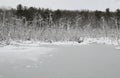 icy snowy swamp with bare snow covered trees Royalty Free Stock Photo