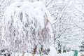Snow-covered weeping willow against the background of snowdrifts in the forest Royalty Free Stock Photo