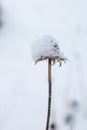 Snow covered wildflower standing alone in snow-white snowdrift. Hush and serenity. First snow.Winter natural background.