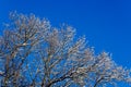 snow covered bare foliar tree branches on clear blue sky background with direct sunlight Royalty Free Stock Photo