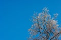 snow covered bare foliar tree branches on clear blue sky background with direct sunlight with copy space Royalty Free Stock Photo