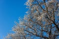 snow covered bare foliar tree branches on clear blue sky background with direct sunlight Royalty Free Stock Photo