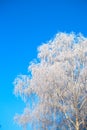Snow covered winter birch tree tops blue sky. Winter landscape