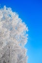 Snow covered winter birch tree tops blue sky. Winter landscape
