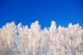 Snow covered winter birch tree tops blue sky