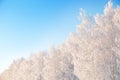 Snow covered winter birch tree tops blue sky