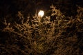 snow covered winter branches with street lamp inside at winter night Royalty Free Stock Photo