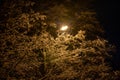 snow covered winter branches with street lamp inside at winter night Royalty Free Stock Photo