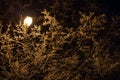 snow covered winter branches with street lamp inside at winter night Royalty Free Stock Photo