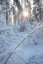 Snow-covered winter forest