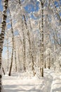 Snow-covered winter forest