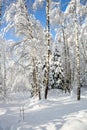 Snow-covered winter forest