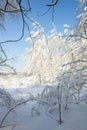 Snow-covered winter forest