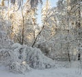 Snow-covered winter forest