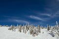 Snow-covered winter forest landscape background with pine and spruce snowy trees. Royalty Free Stock Photo