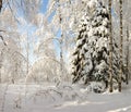 Snow-covered winter forest