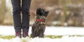 In snow covered winter small obedienct Cairn Terrier dog is sitting next to his handler and is looking up Royalty Free Stock Photo