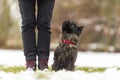 In snow covered winter small obedienct Cairn Terrier dog is sitting next to his handler and is looking up Royalty Free Stock Photo