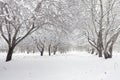 Snow-covered winter park and benches. Park and pier for feeding Royalty Free Stock Photo