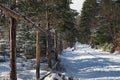 Snow covered winter path in the forest of green pines and spruces with a fencing grid running along the path. Royalty Free Stock Photo