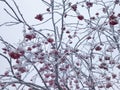Snow-covered winter rowan close-up. Red rowan berries with frost. Winter garden Royalty Free Stock Photo