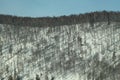 Snow covered winter slope with a lot of bare trees Royalty Free Stock Photo