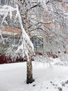 Snow-covered winter trees against city houses under snowfall, selective focus Royalty Free Stock Photo