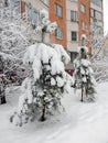 Snow-covered winter trees against city houses under snowfall, selective focus Royalty Free Stock Photo