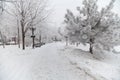 Snow-covered winter trees on a city boulevard Royalty Free Stock Photo