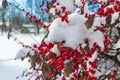 Snow-covered winterberry holly bush