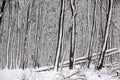 Snow covered wintry forest