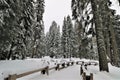 Snow covered wood fence lined walkway in Sequoia National Park California. Royalty Free Stock Photo