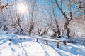 Snow covered wooden bench in beautiful winter garden Royalty Free Stock Photo