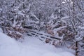 Snow-covered wooden gate in the woods Royalty Free Stock Photo