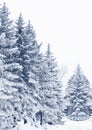 Snow-covered woods Royalty Free Stock Photo