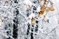 First snow in november. snow covered yellow leaves of oak tree b Royalty Free Stock Photo