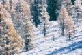 Snow-covered yellow trees in the mountains during snowfall Royalty Free Stock Photo