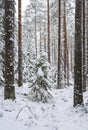 Snow covered young spruce in the winter forest, pine tree trunks and snow, Nuuksio national park Royalty Free Stock Photo