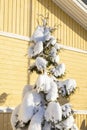 Snow covered young thuja in the yard, Karjaa, Raseborg, Finland Royalty Free Stock Photo