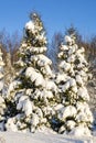 Snow covered young thuja in the yard, Karjaa, Raseborg, Finland Royalty Free Stock Photo