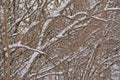 Snow covered bare tree branches Royalty Free Stock Photo