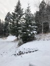 Winter scene trees along the road Royalty Free Stock Photo