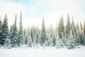 snow covering a coniferous forest in a cold hardiness zone Royalty Free Stock Photo