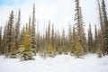 snow covering a coniferous forest in a cold hardiness zone Royalty Free Stock Photo