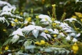 Snow covering flowers on a branch